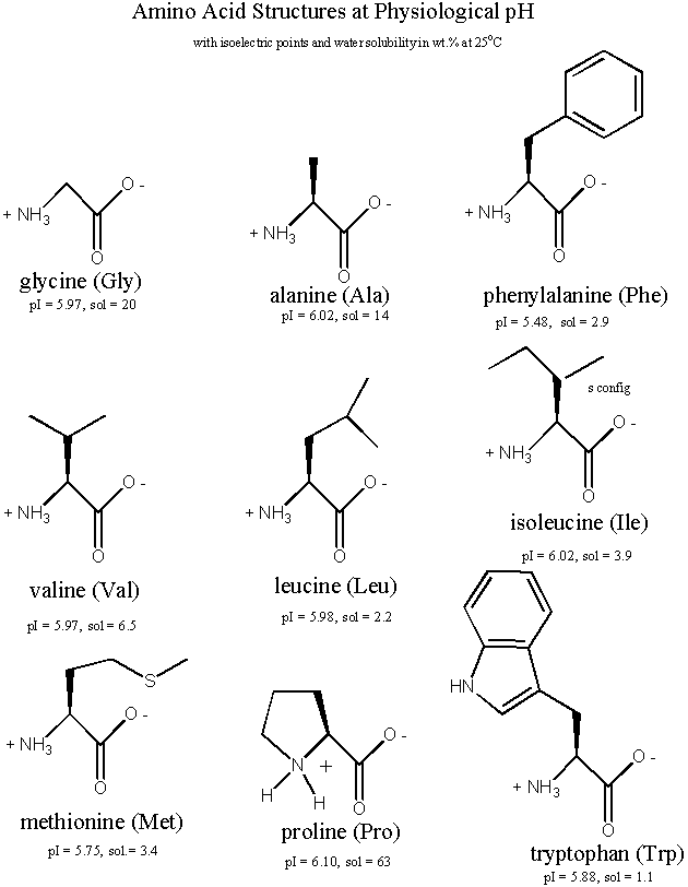Amino Acid Structures at Physiological pH