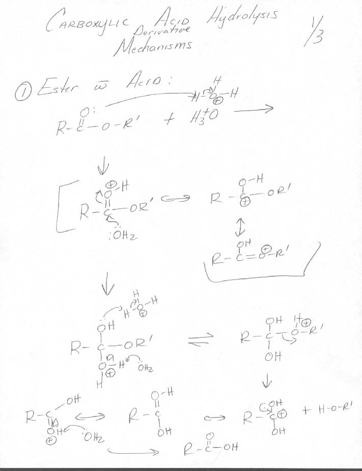 Carboxylic Acid Hydrolysis Derivative Mechanisms