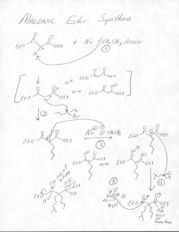 Malonic Ester Synthesis Acetoacetic Acid Ester Synthesis